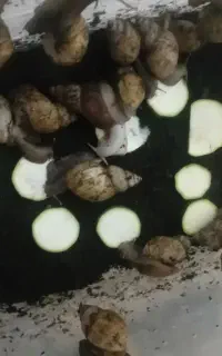 ۱۲ عدد حلزون روداتزی با تمامی لوازم