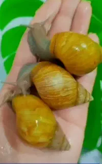 حلزون مولد و تخمگذار