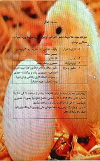 کارگر مرغداری