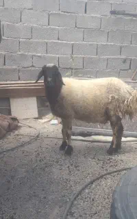 میش چاق برای نذری