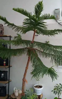 کاج مطبق بزرگ