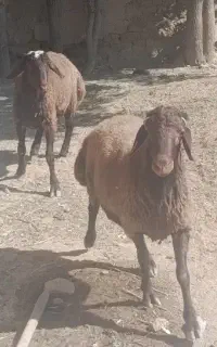 بر نر پرواری