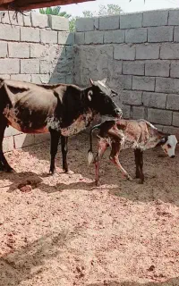 گاو زاییده