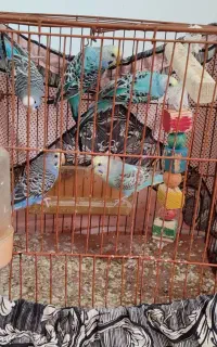 مرغ عشق