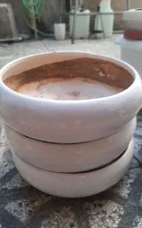 تعدادی گلدان سالم دانه ۱۰۰