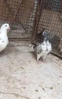 سه عدد کفتر به شرطه پرش