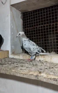 کبوتر دم‌سفید