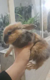 باهوش
