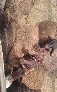 بره نر افشاری
