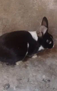 خرگوش