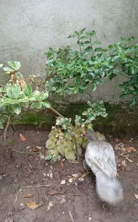 جوجه اردک اسراییلی نقره ای طوسی