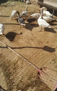 ۳عدد غاز