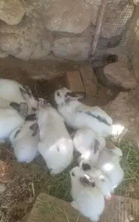 بچه خرگوش
