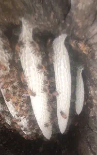 عسل طبیعی خالص  زنبور