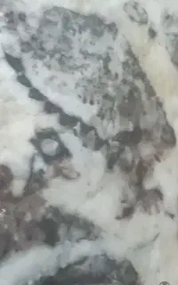 یک مجموعه فسیل برگ و نوع گیاه