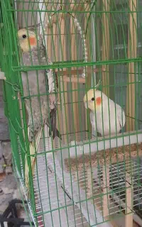 فروش عروس هلندی