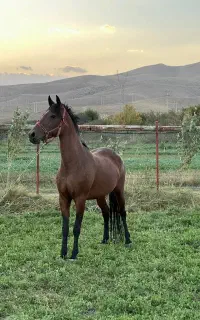 اسب مادیان 7ساله ابستن‌از سیلمی خوب