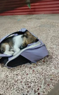 سگ  میکس پامر و پیکینیز