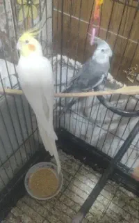 عروس‌هلندی‌‌با‌سه‌جوجه‌‌با‌قفص