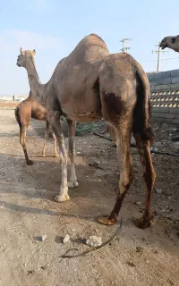 شتر زاییده واس پاکستانی اصل ومحلی