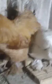معاوضه