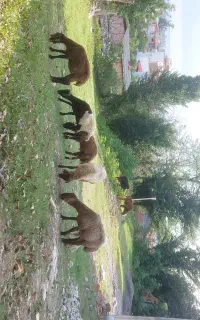 بره گوسفند