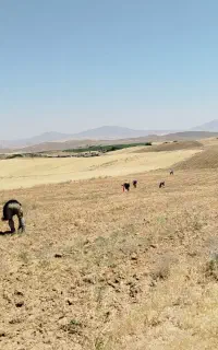 اکیپ کارگر نخود چین
