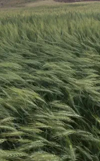 کارگر