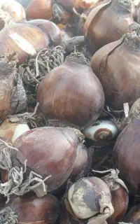 پیاز گل نرگس