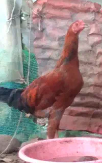 دو عدد جوجه خروس