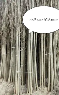 نهال فروشی،تولید انواع صنوبر نیگرا در استان اصفهان