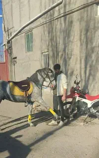 نریان کرد اصیل