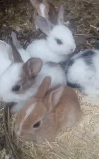 بچه خرگوش