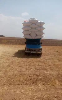 کاه گندم تحویل دامداری ها
