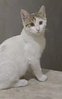گربه گمشده