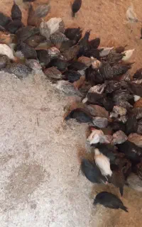 جوجه مرغ و خروس محلی سه نیم ماه