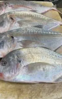 ماهی  جنوب وتازه تازه