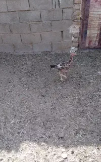جوجه لاری اصل