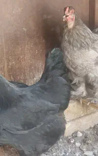 مرغ جوان تخم طلایی