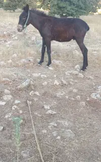 سیروان