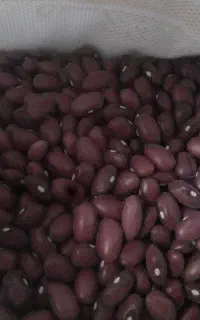 لوبیا قرمز و لوبیا چیتی