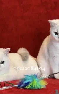 گربه چینچیلاسیلور نقاشی خدا