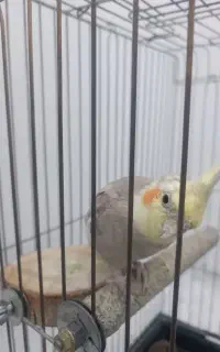 عروس هلندی سخنگو نر