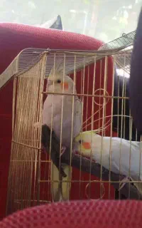 عروس هلندی