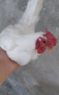 مرغ و خروس سیبرایت