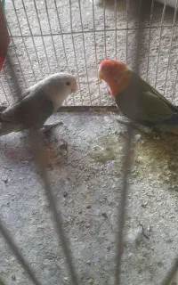 جفت کوتوله