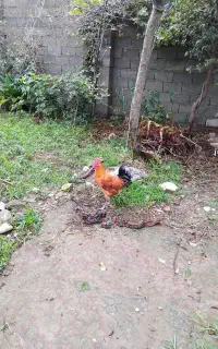 خروس