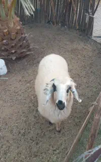 فروش بره نر