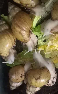 حلزون