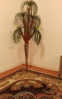 نخل تزئینی